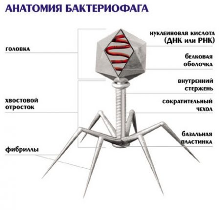 бактериофаг строение